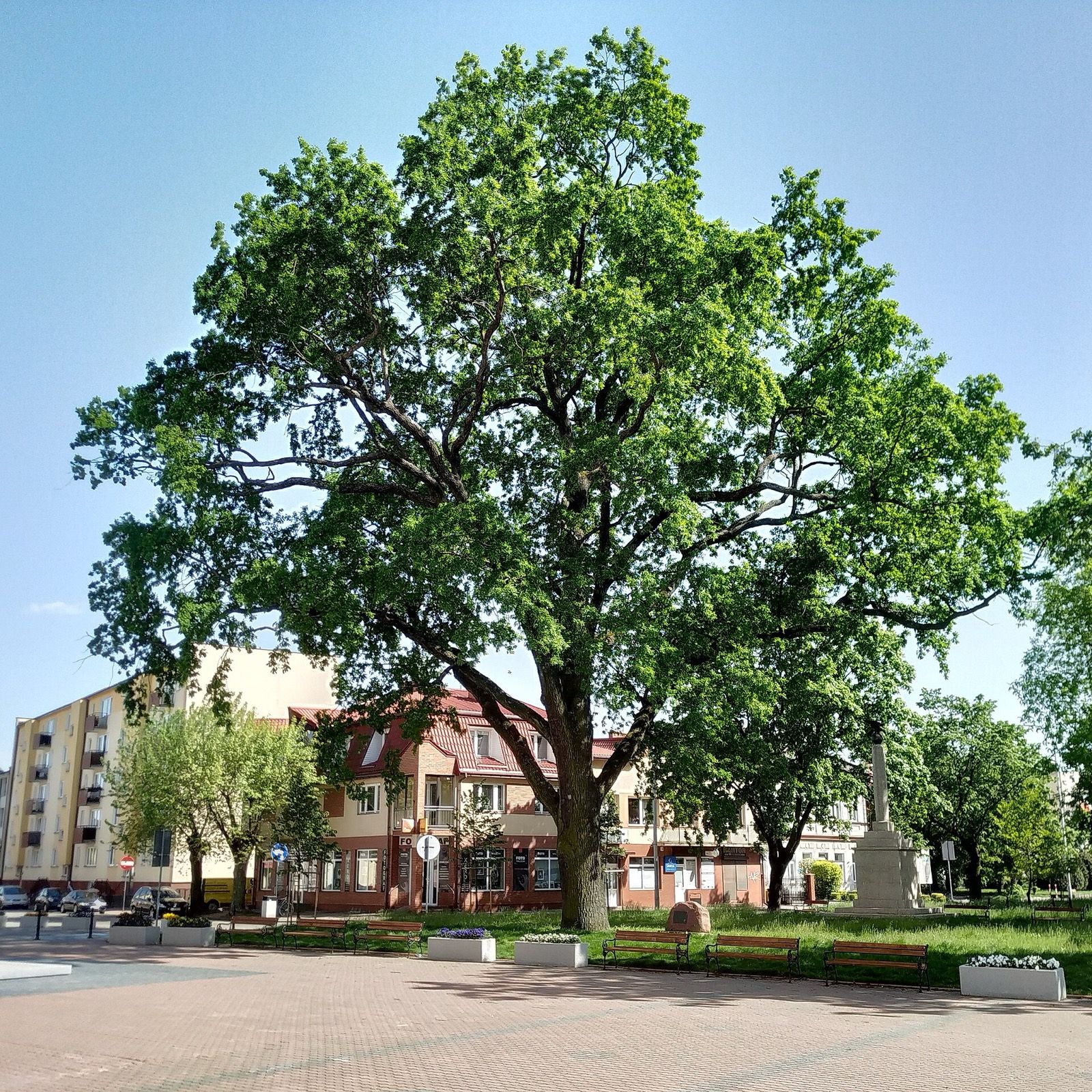 Dąb Wolności, atrakcja w pobliżu dworca Łuków