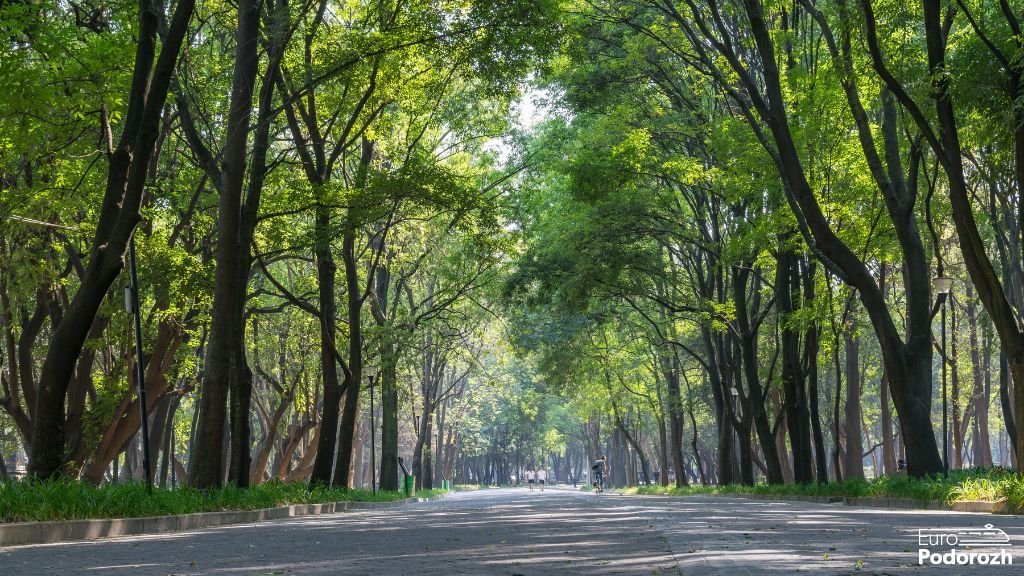 Міський ліс Eilenriede Міський ліс Eilenriede