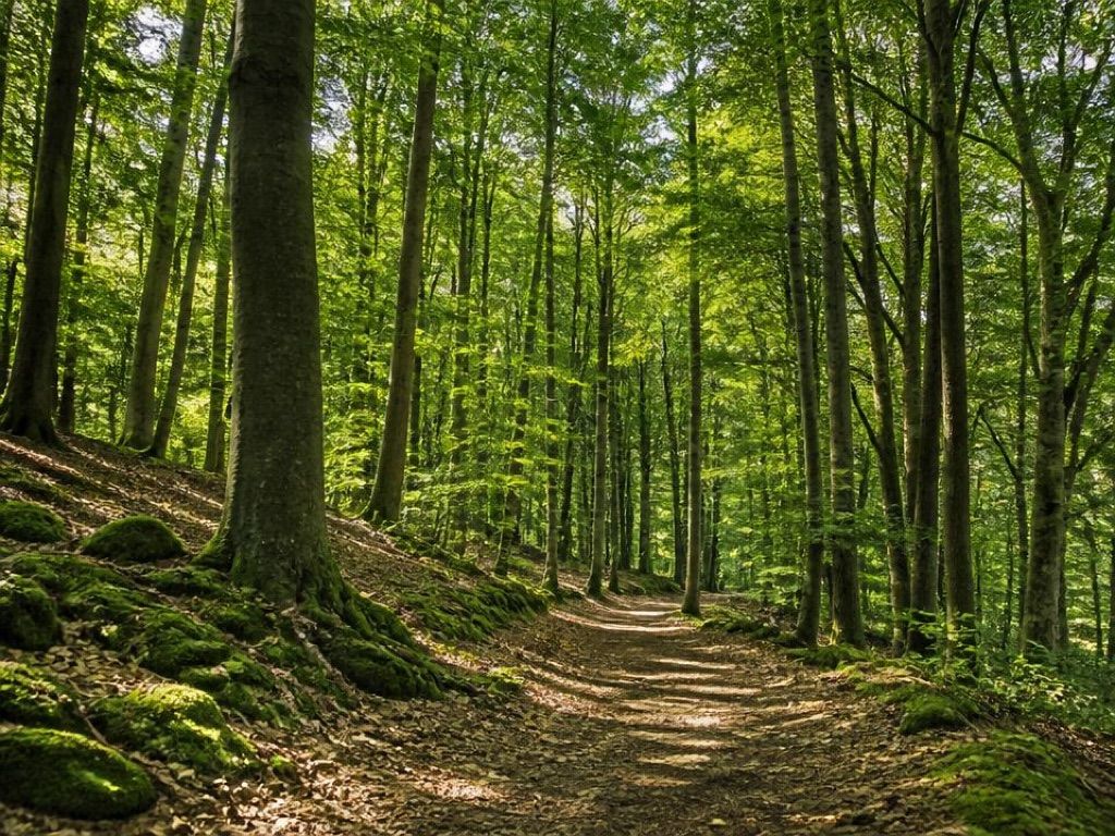 Turystyczny Las Papieru, atrakcja w pobliżu dworca Wabrzezno